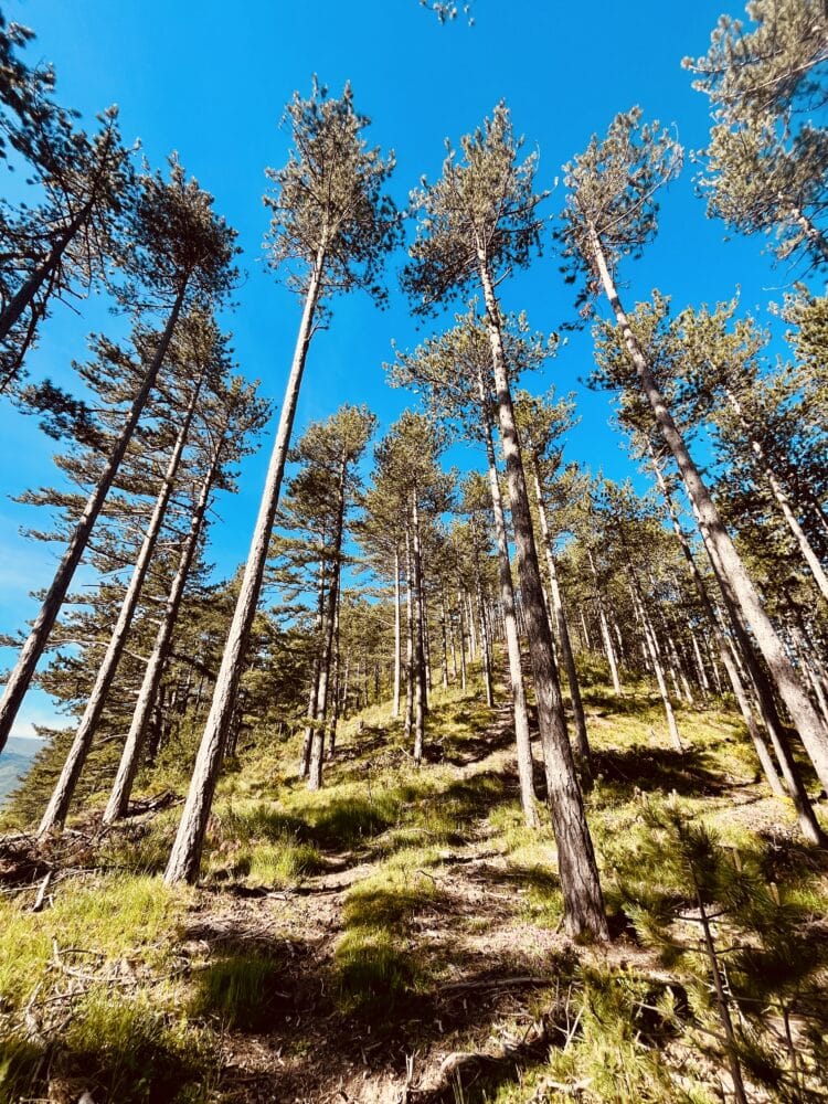 Douceur des forets, Trail du Vercors au Ventoux