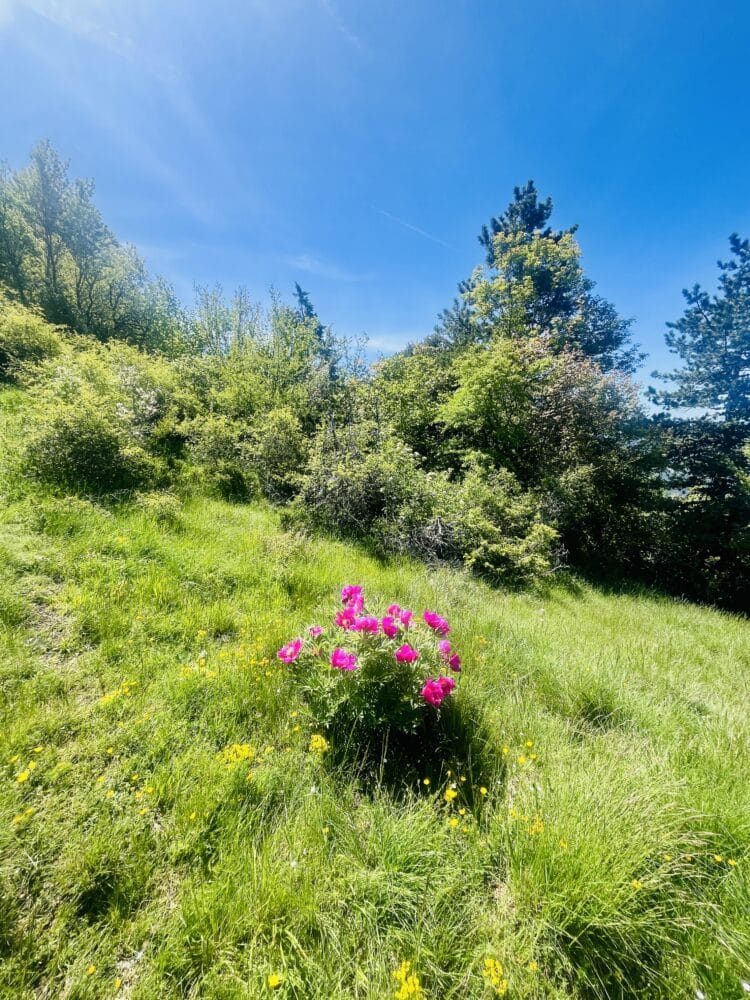 La Drome en fleur, Trail du Vercors au Ventoux