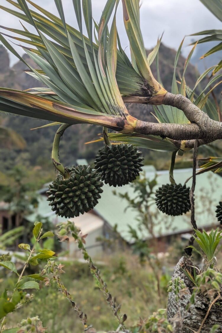 Trek à la réunion : Ilet à Malheur à Grand place