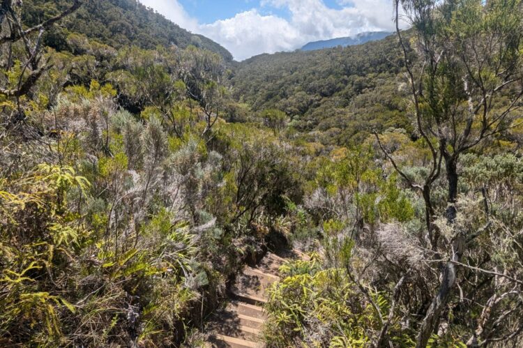Trek à la Réunion : Ascension du Piton des Neiges et forêt de Bélouve