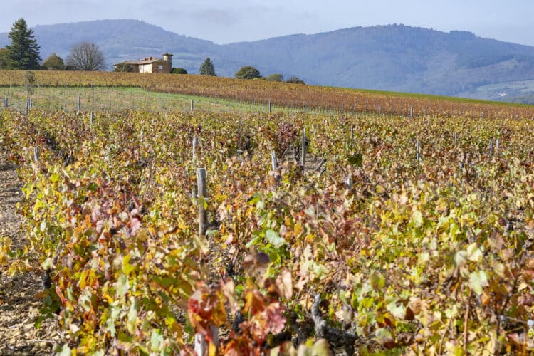 Tour du Beaujolais des Pierres dorées