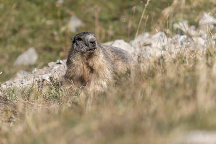 Marmotte, parc national des Ecrins