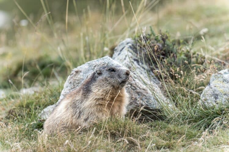 Marmotte, parc national des Ecrins