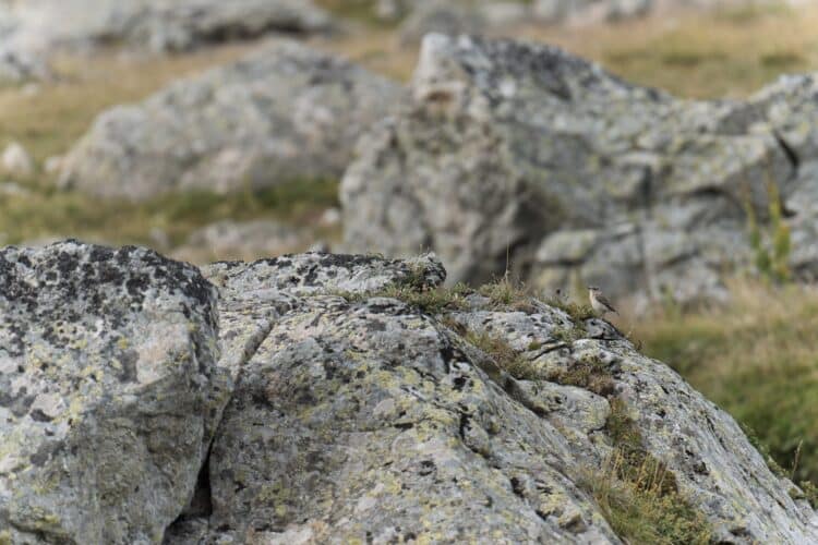 Traquet motteux, parc national des Ecrins