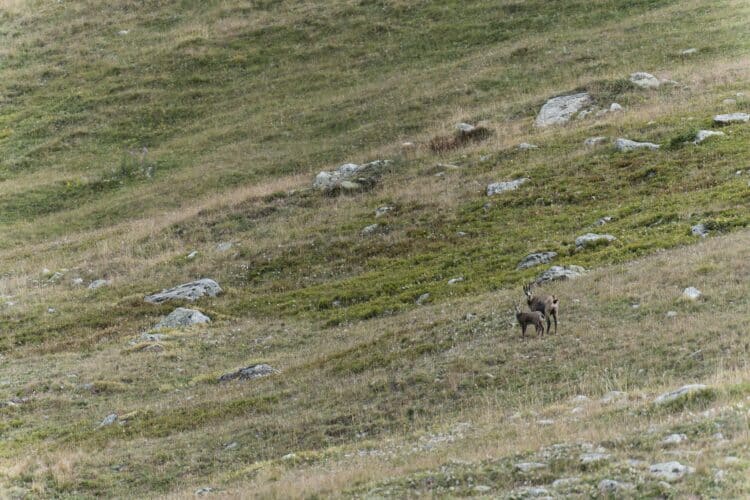 Chamois, Parc national des Ecrins