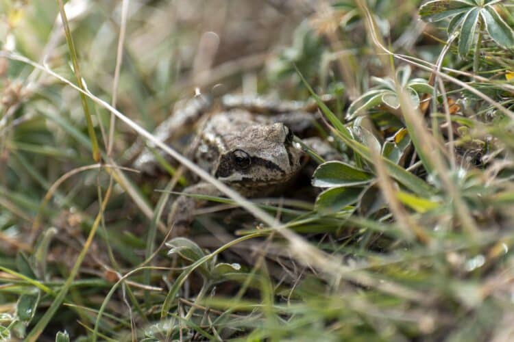 Grenouille rousse, parc national des Ecrins