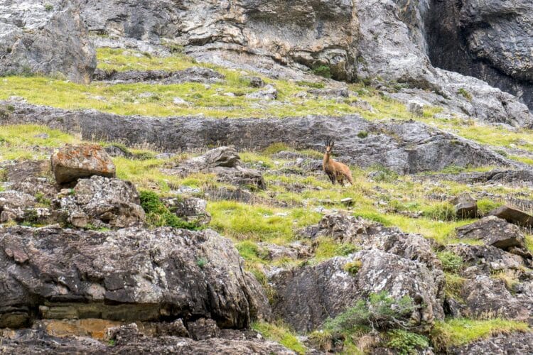 Isard, Parc national d'Ordesa et du Mont Perdu