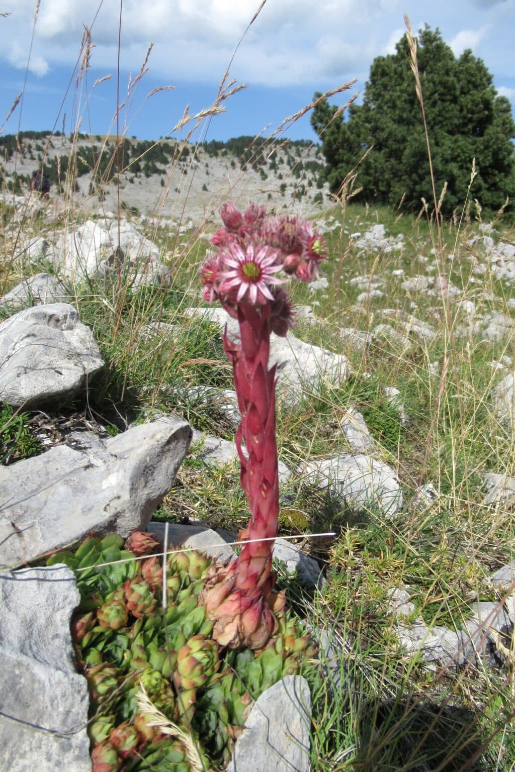 3 Jours Sur Les Hauts Plateaux Du Vercors