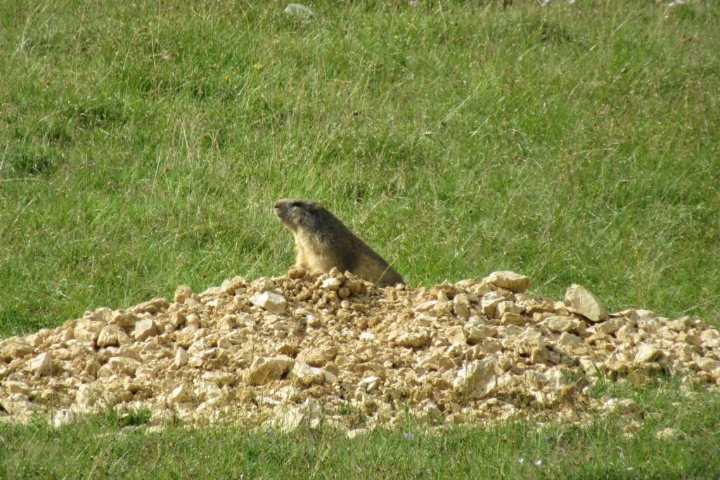 Marmotte Hauts Plateaux du Vercors