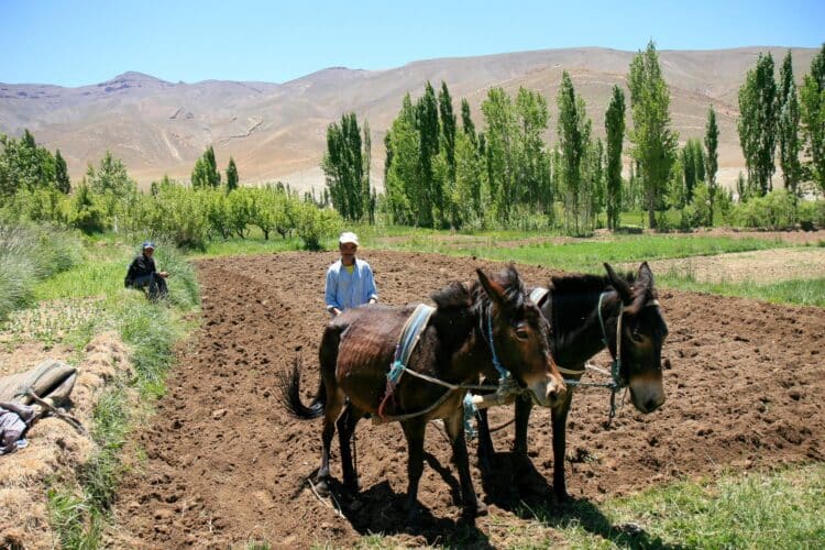 Dans les champs, Traversée Orientale du Haut-Atlas