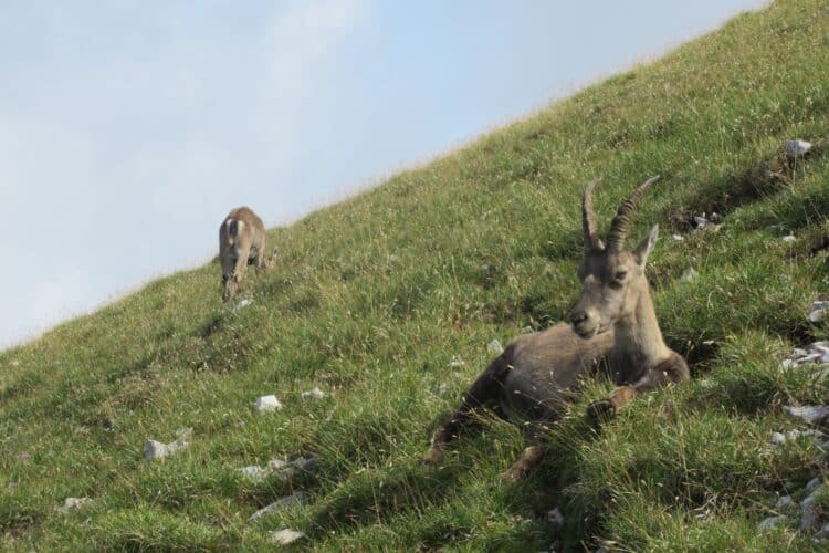 Faune sauvage