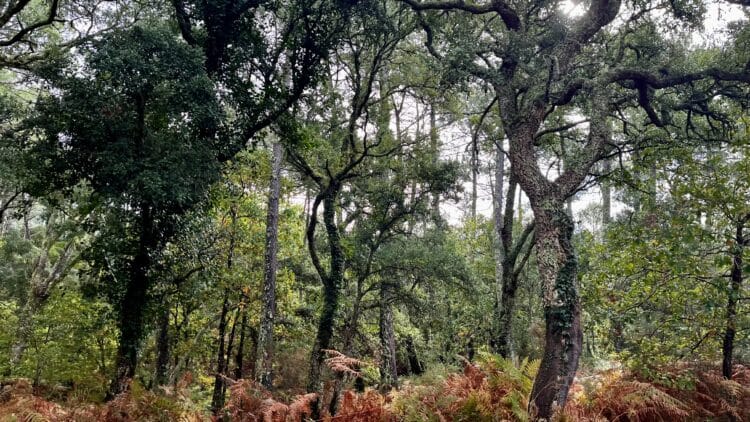 Forêt de chênes lièges