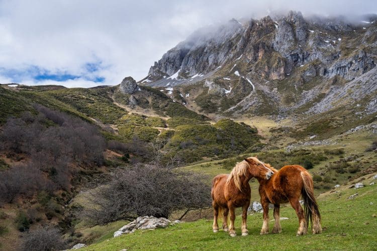 Chevaux, Picos des Europa