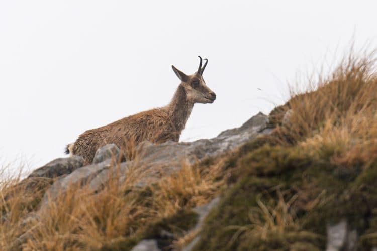 Isard, Picos de Europa