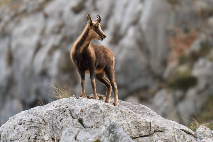 Isard, Picos de Europa