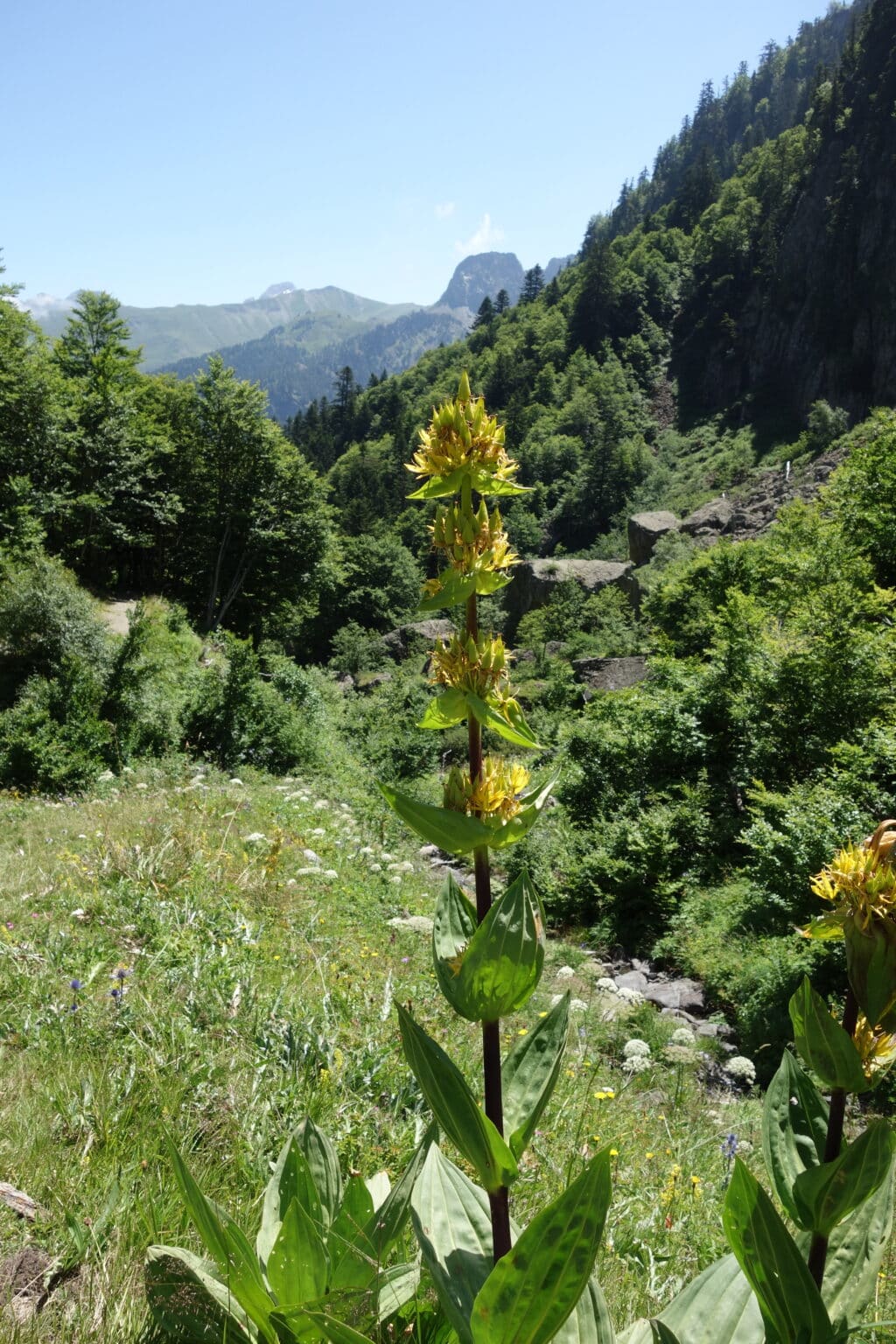 Vallée d'Aas de Bielle