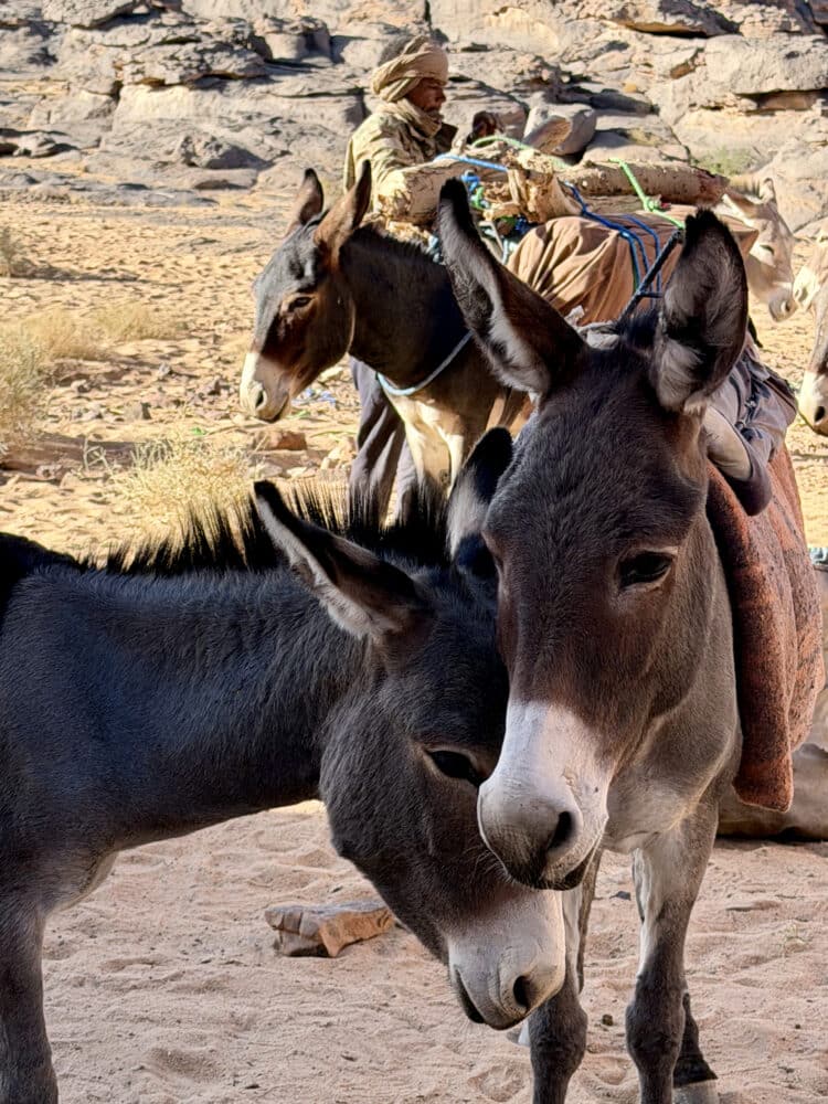 Anes de notre caravane