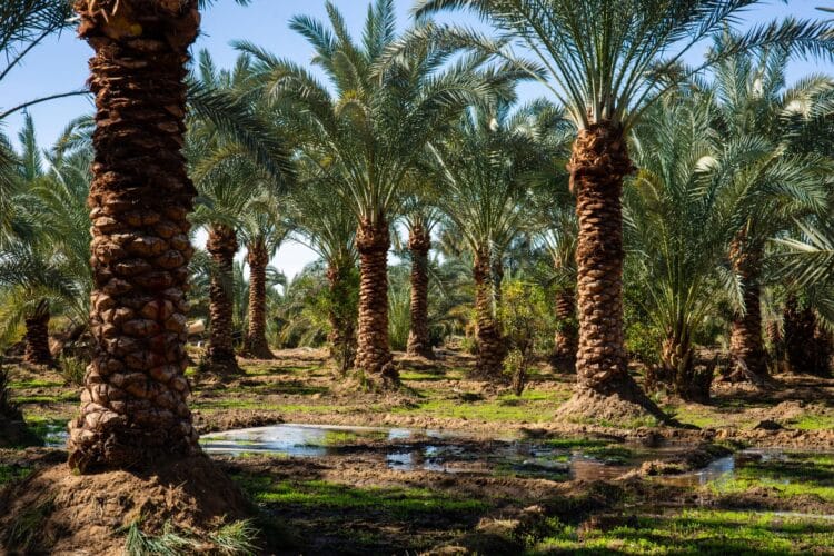 Oasis d’El Heiz, Egypte