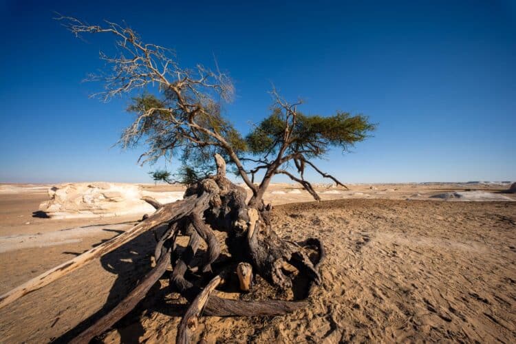 Acacia El Santa