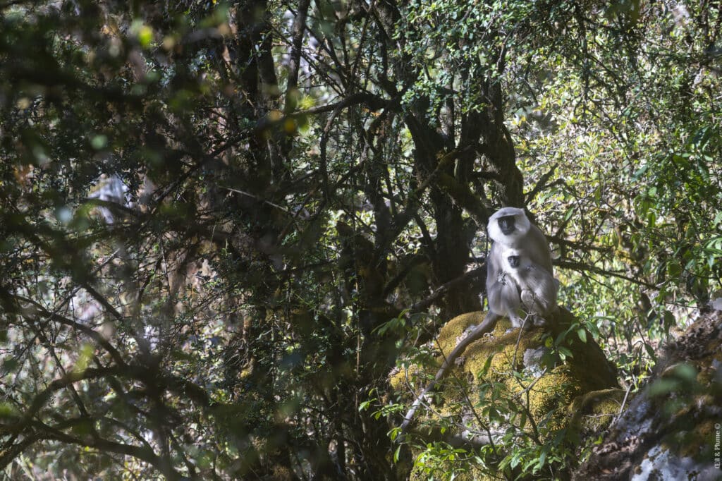 Khopra Ridge Trekking