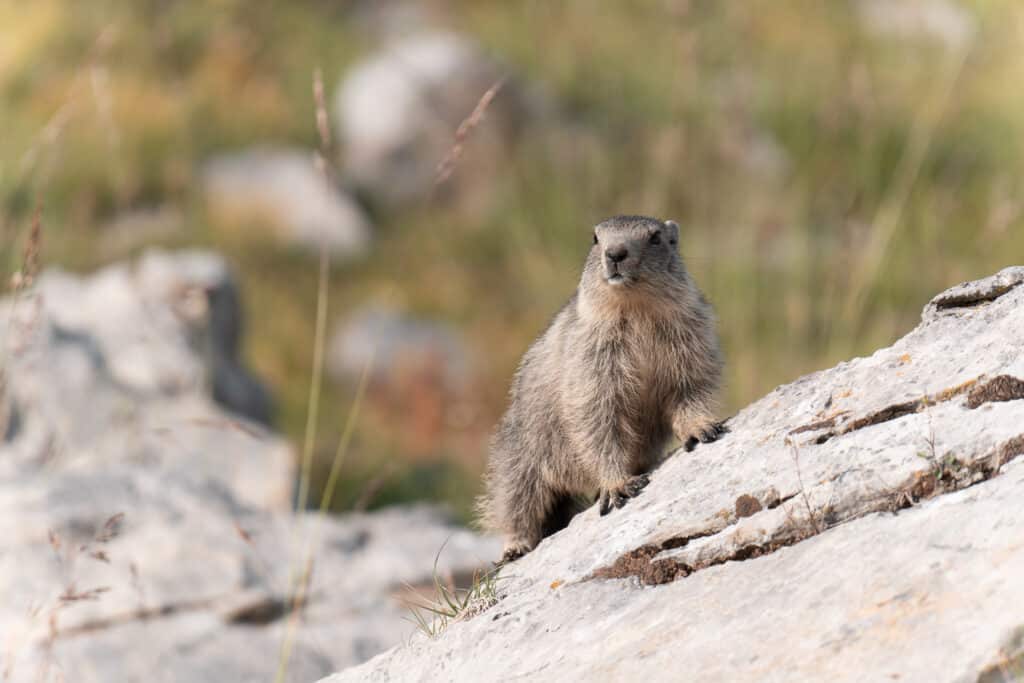 Marmotte