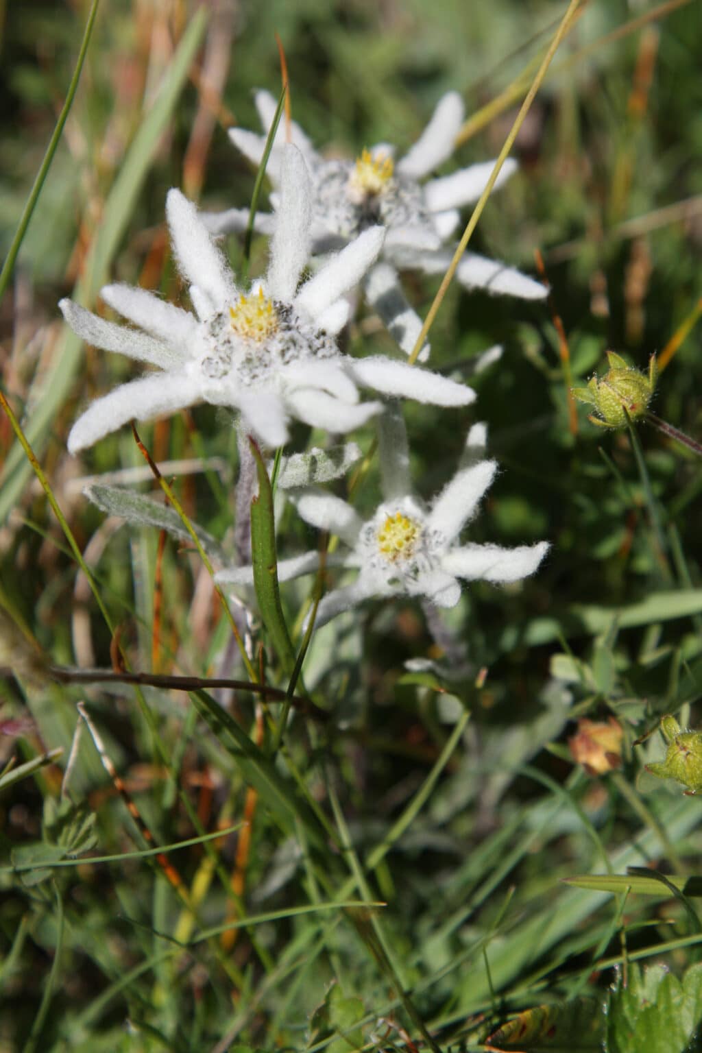 Edelweiss