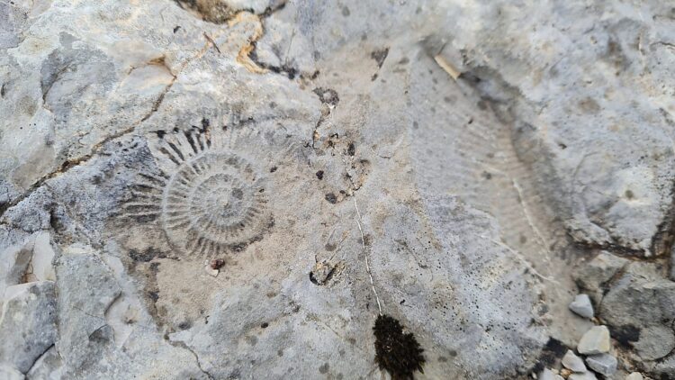 Dalle aux ammonites