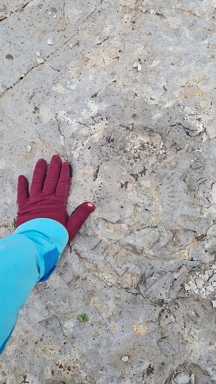 Dalle aux ammonites