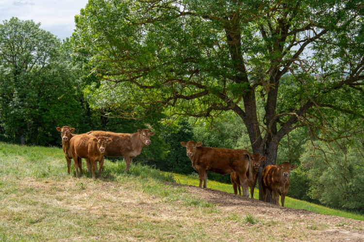 Vaches, Val de Sioule
