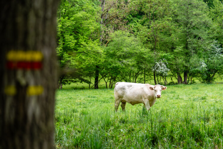 Sur le GR de Pays du Val de Sioule