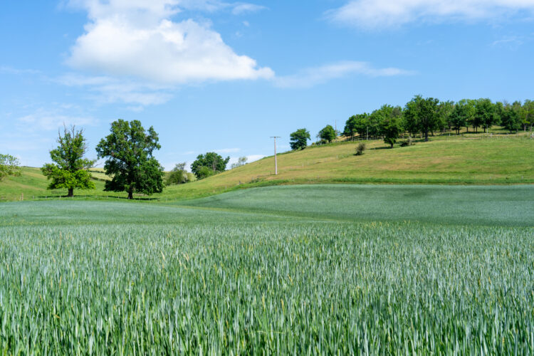 Le long du GR de Pays du Val de Sioule