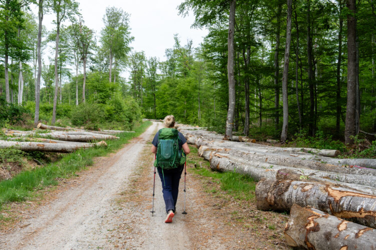 Des coupes franches dans la forêt Domaniale des Colettes