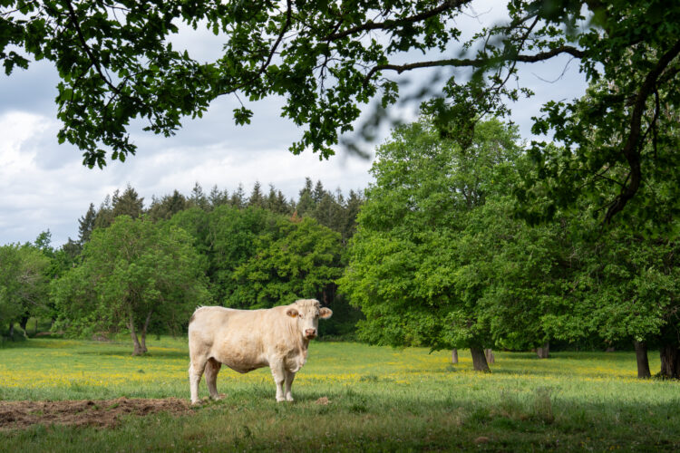 Le long du GR de Pays du Val de Sioule