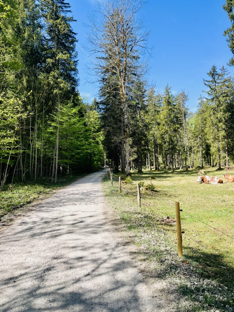 La beauté du Gravel version bavière