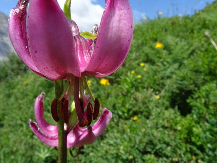 Lys martagon, Grand Tour du Parc National de la Vanoise