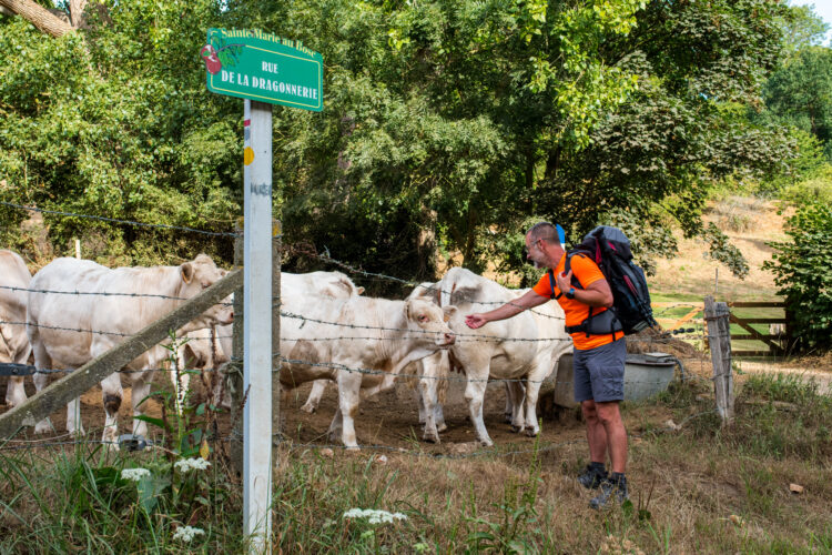 Vaches, GR®21