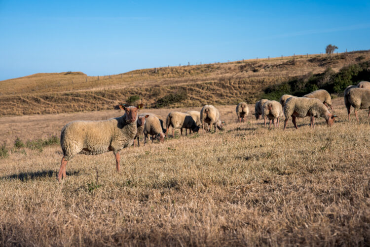 Moutons, GR®21