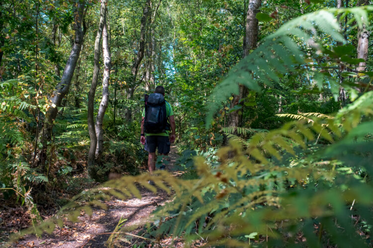 Bois de Vasterival, GR®21
