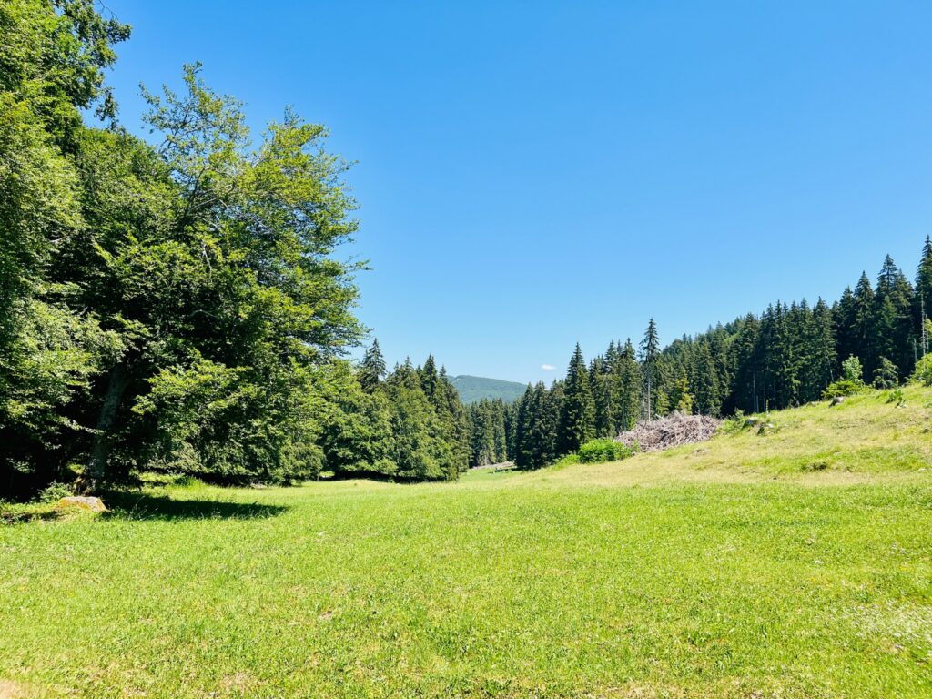 Ambiance de Chartreuse